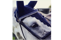 DFG Equestrian Pink with Blue Velvet Browband